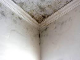 Trusted Midtown, TN Mold Inspection Experts